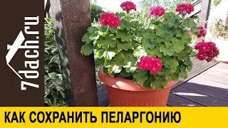 Хранение пеларгонии в погребе зимой: проверка способа - 7 дач