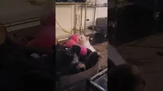 cat eating a pink otter