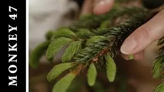 Monkey 47 - The Wizard of Spruces - BLACK FOREST
