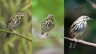 amazing bird on the earth unbilievable bird behavior #Shorts  199
