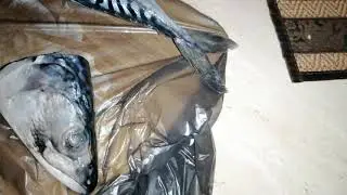 Скумбрия в рассоле и со специями.(Блиц - рецепт).