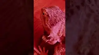 Da lizard #29