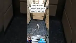 Выручил #кот #cat #кошка #мышка #прикол #охота #shorts #shortvideo #short #video #котенок #мышь #мем