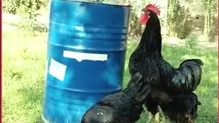 Qishloq mazzada uyingda Qora Shahzoda bo'lsa 👍👍👍