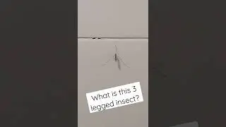 Have u ever seen a 3 legged insect?