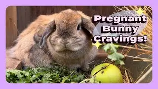 Bunnies have pregnancy cravings too!