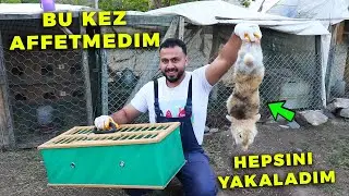 2 Saat'te Bütün Tavşanları Yakaladım ! Civciv Çıktı Çok Şaşırdım - Gurk Tavuğu Tokyo Başaramadı