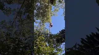 Giant tree climbing in the Amazon