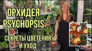 Орхидея психопсис Psychopsis