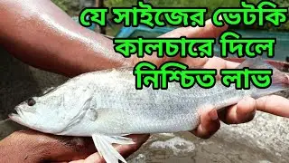 ভেটকি মাছ শতকে কত পিস চাষ করতে হয়।যেভাবে চাষ করলে আপনি নিশ্চিত লাভ করতে পারেন।কোরাল মাছ চাষ পদ্ধতি।