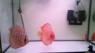 Discus pair
