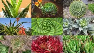 60 varieties of Aloe Vera plant (with names ) /Aloe vera plants /Aloe vera varieties