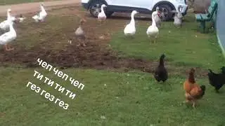 Авыл тормышыннан бер өзек!