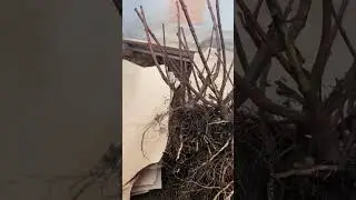 #гортензияметельчатая