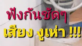 เกิดมาเพิ่งได้ฟัง เสียงงูเห่า