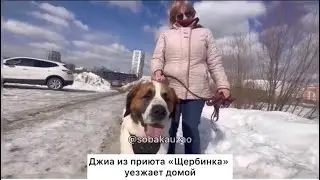 Джиа из приюта «Щербинка» уехала домой! Проект Собака Юзао