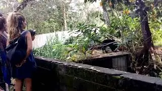 The Exploitation of Sun Bears at POD Chocolate Factory in Bali has Finally Ended!