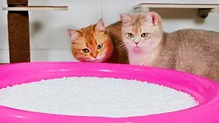 Do Cats Like Bean Bag Fillings Pool? | Compilation
