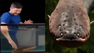 Electric Eel: The Truth Will Shock You!