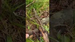 BOLETUS PINOPHILUS 29/06/2024🍄
