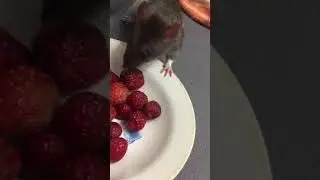 Буся нюхает клубнику