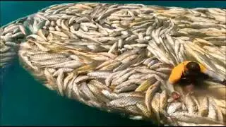 goal fish catch-up in net and enjoy video