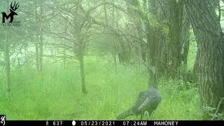 Baby Turkeys caught on camera sneaking through the grass!