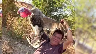 (EL BAILE DEL GUAJOLOTE)