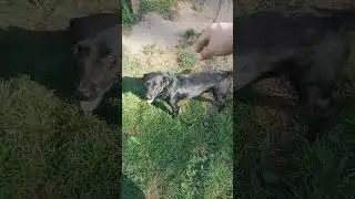 джим