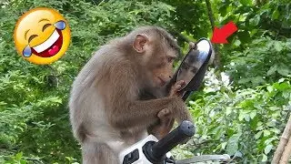 Must Watch Funny Monkey in Front of Mirror