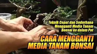 Cara Mengganti Media Tanam Bonsai
