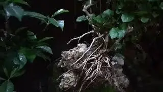 Kolam dan akuarium sederhana di teras belakang .