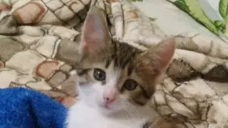 Амонг ас анимация