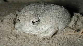 How the Hell Can This Frog Live in a Desert?