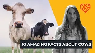 10 Amazing Facts about Cows