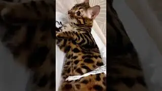 бесит?