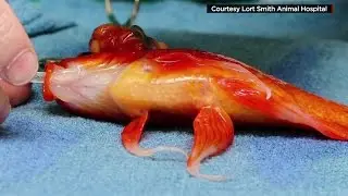 Video: Pet Goldfish Has Brain Surgery