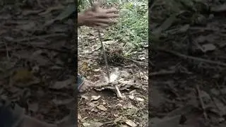 100% Primitive Fire skill without tools || Hand Drill
