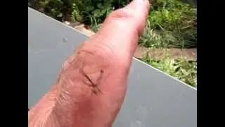 Stephanopis barbipes  -  Crab Spider