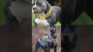 English mastiff vs pitbull, doberman,dogo argentino 