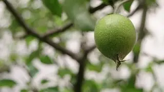 NX500 4K Video-TEST | DominikSax