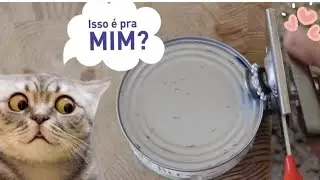 Por que Cães e Gatos NÃO Podem Comer Chocolate e Outros Alimentos