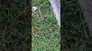 More nature noises from the bus stop #therian #cricket #redtailedhawks