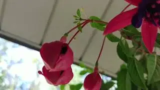 Feliz Ano Novo a todos os amigos