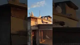 Встречаем восход #pigeon #голуби #birds #бойныеголуби #top #птенцы