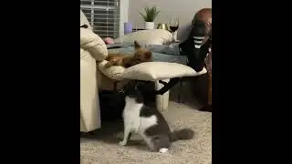 Котан издевается над своим другом