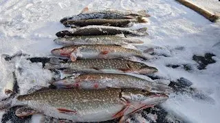 WE CONTINUE TO CONQUER THE FIRST ICE, PIKE ON TIP-UPS, PERCH ON A JIG. Day two.