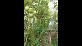 Очень важные работы в теплице !!! Важно это сделать !