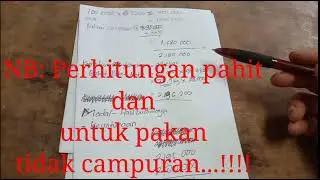 analisa beternak 100 ekor ayam joper(part 1)