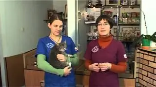 Birutė Šalnaitė -  Kaip dažnai katei kirpti nagus